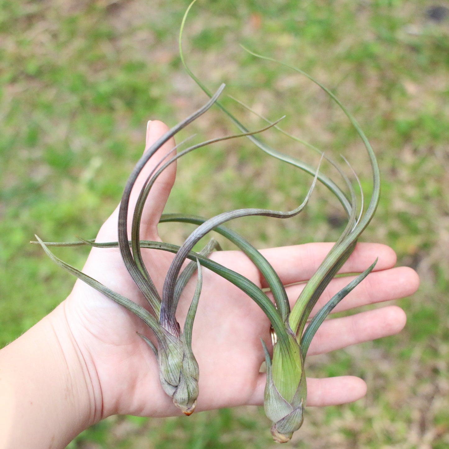 SALE - Tillandsia Baileyi Air Plants - Set of 5 or 10 - 50% Off