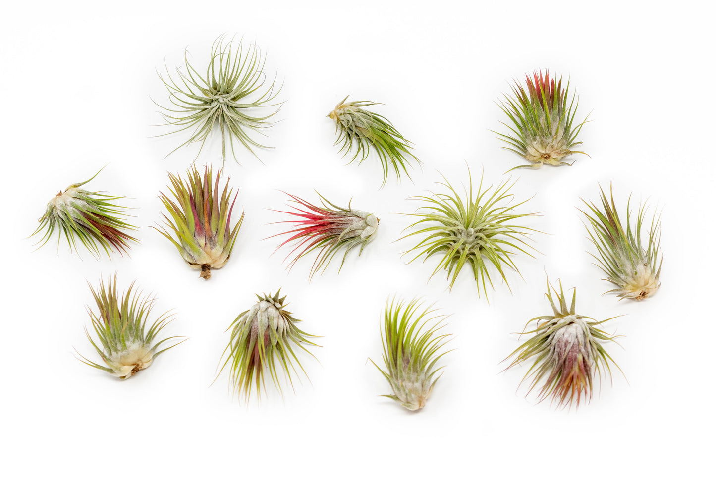 SALE - Tillandsia Ionantha Guatemala Air Plants - Set of 10, 20 or 50 Air Plants - 70% Off