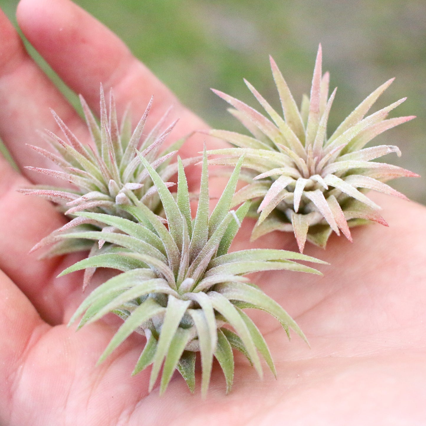 Tillandsia Ionantha Mexican Air Plants