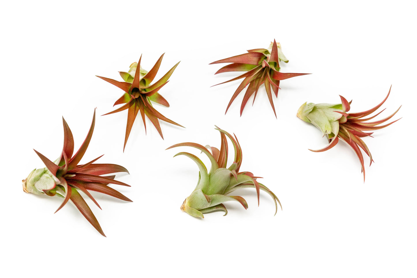 SALE - Tillandsia Red Abdita Air Plants - Set of 10 or 20 - 50% Off