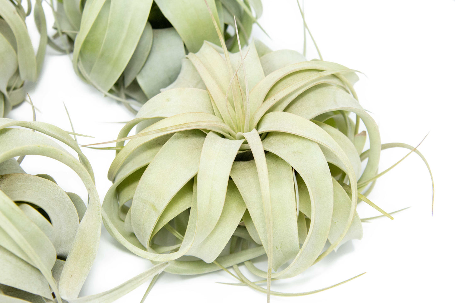 Small Tillandsia Xerographica / 4 -5 Inches Wide