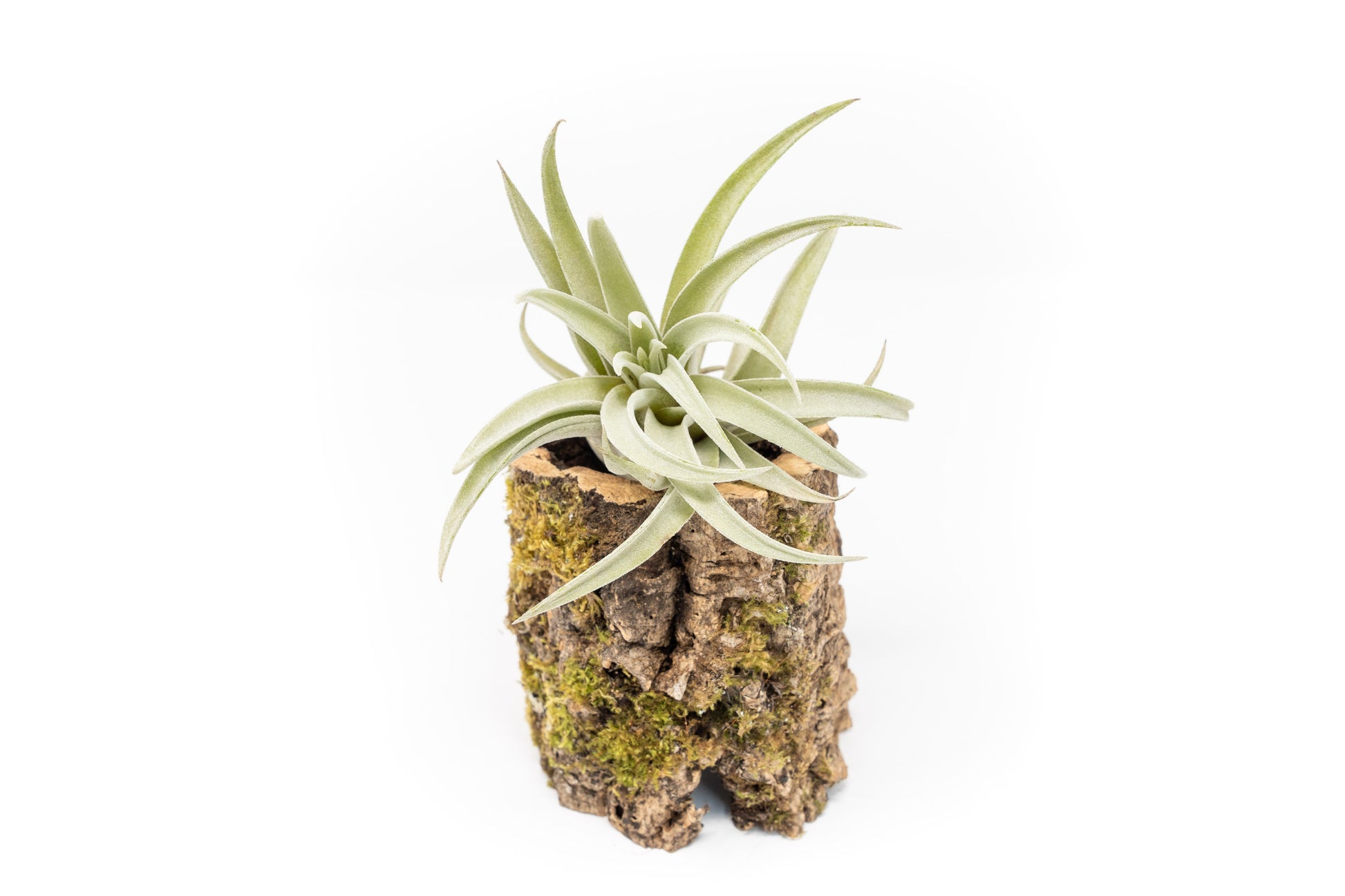 air plant supply company Natural Cork Bark Planters with Assorted Tillandsia Air Plants – Seedville USA
