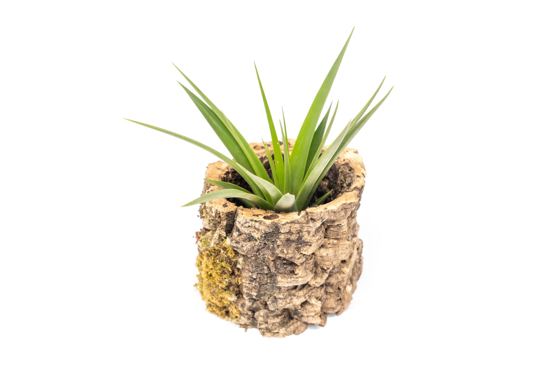 planters for air plants Natural Cork Bark Planters with Assorted Tillandsia Air Plants – Seedville USA