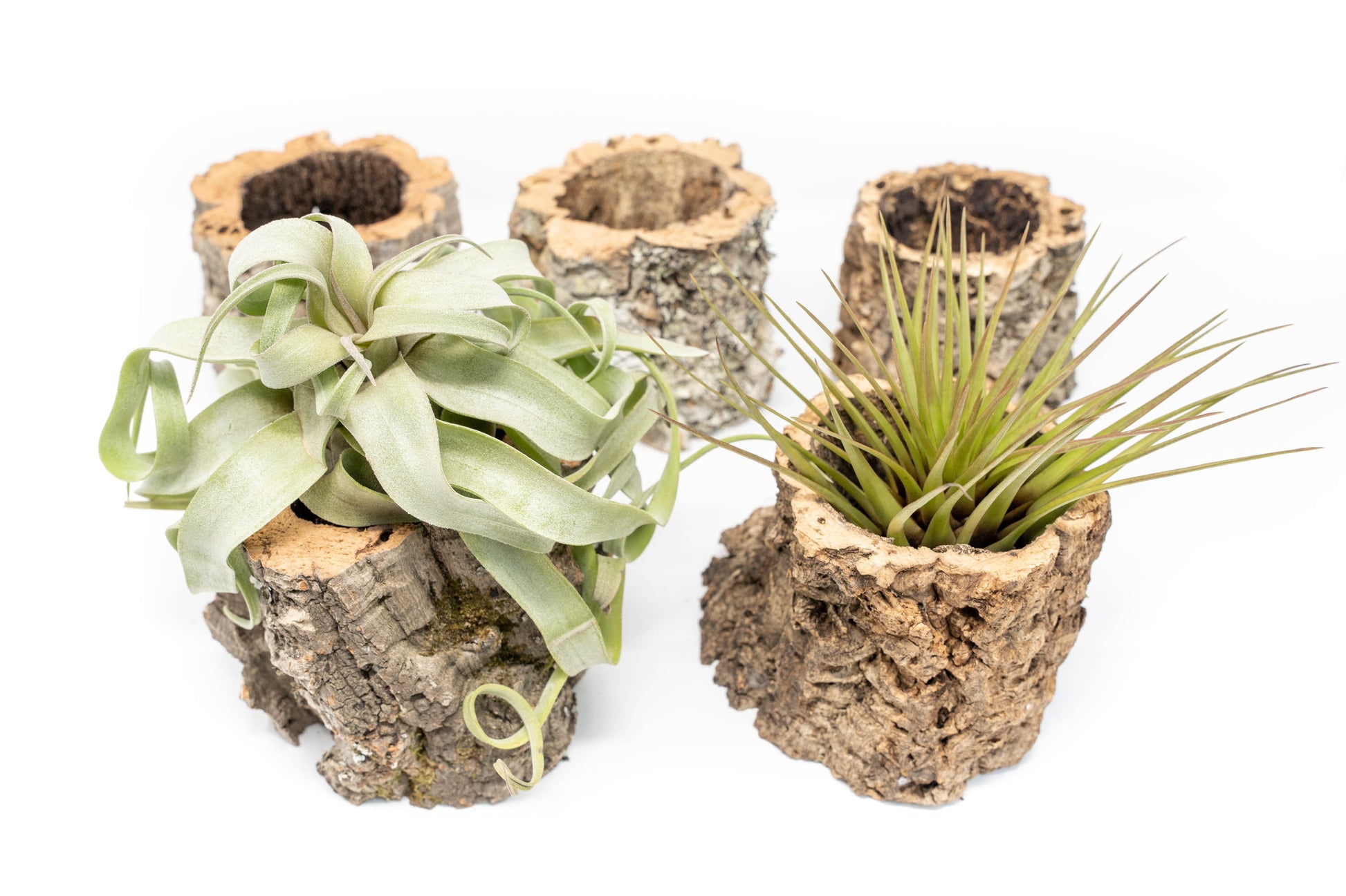 air plant planters Natural Cork Bark Planters with Assorted Tillandsia Air Plants – Seedville USA
