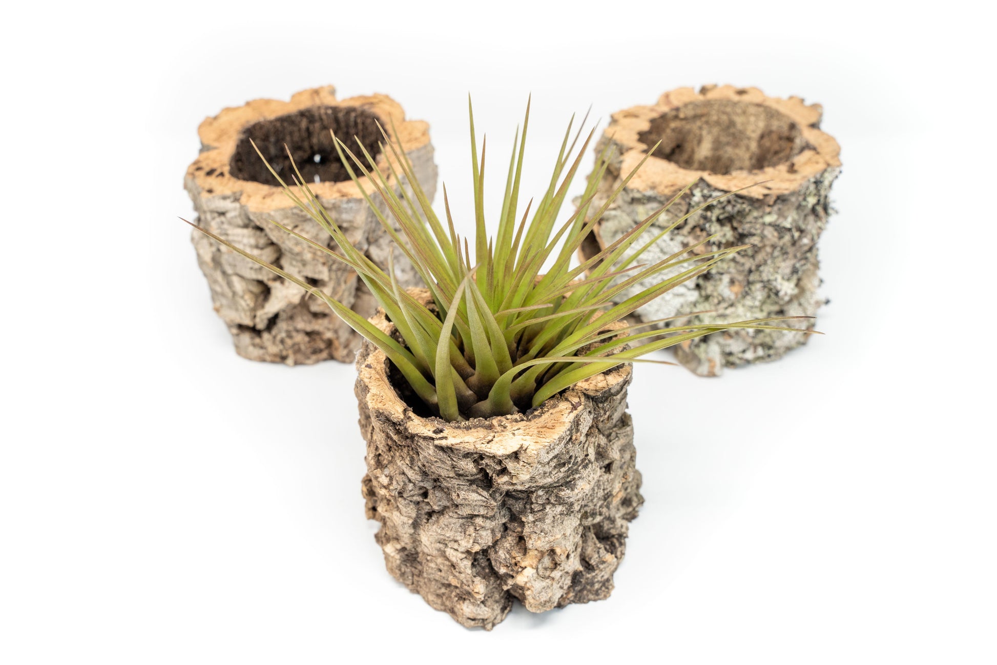 bark plant pot Natural Cork Bark Planters with Assorted Tillandsia Air Plants – Seedville USA