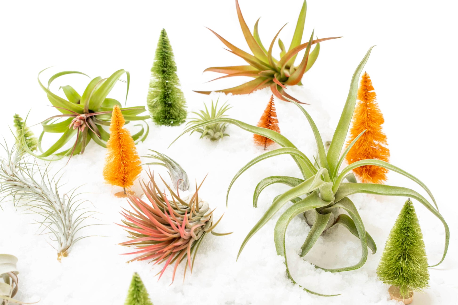 fertilizer plant for sale SALE - Premium Tillandsia Air Plant Grab Bag & Fertilizer Packet - Set of 10, 20 or 30
