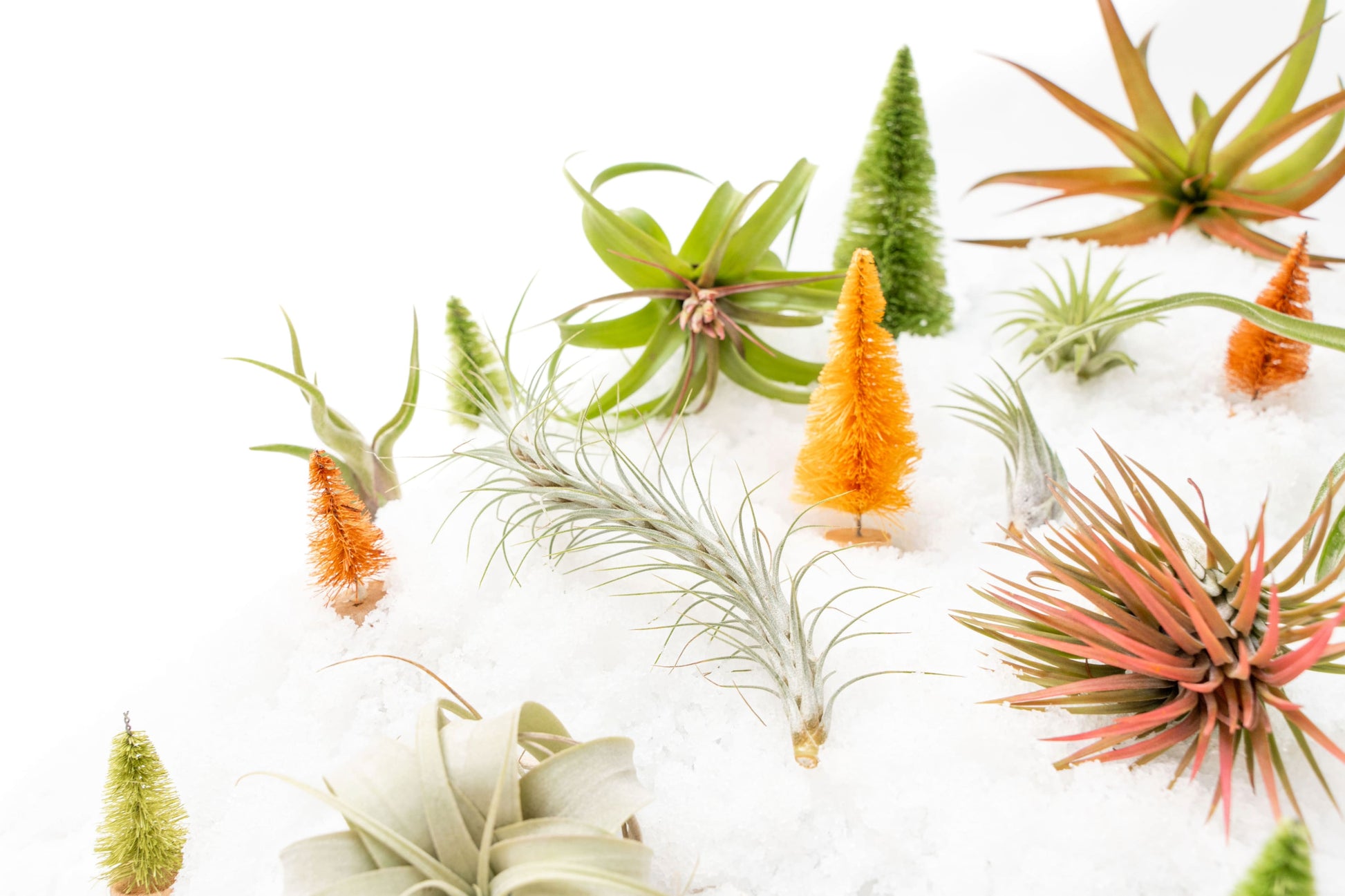 air plant sales SALE