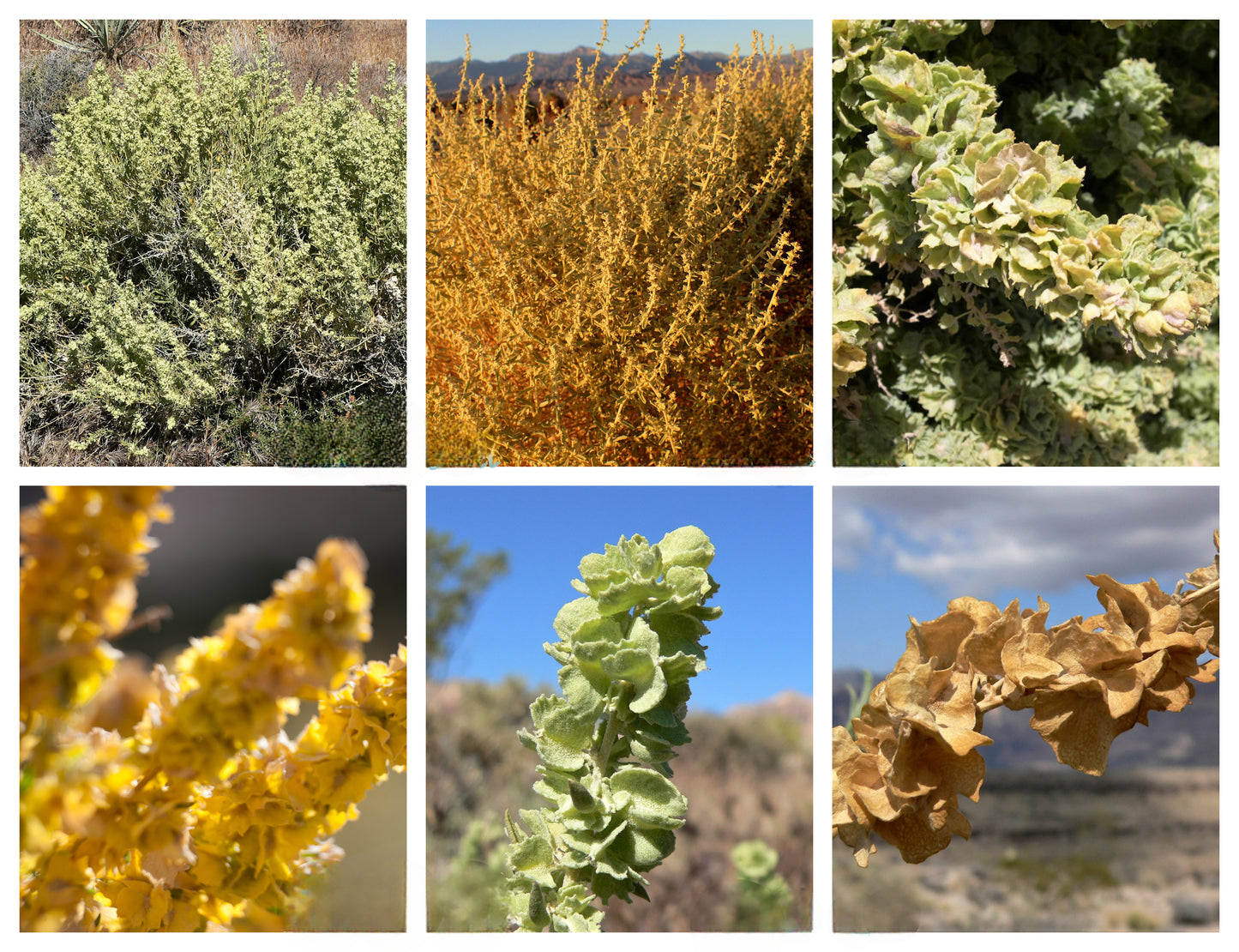 100 FOURWING SALTBRUSH Atriplex Canescens Gray Sage Brush Chamiso Desert Shrub Seeds