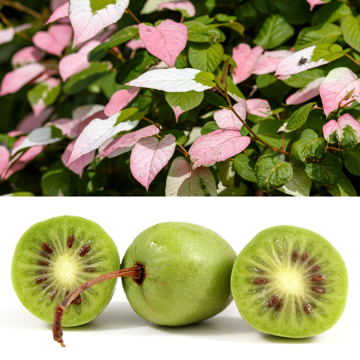 Best HD Pictures about  Arctic Kiwi Plants For Sale  with No AI Images