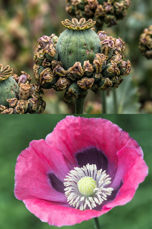 100 HENS and CHICKS Poppy Hens & Chickens Breadseed Lettuce Leaf Papaver Somniferum Flower Seeds