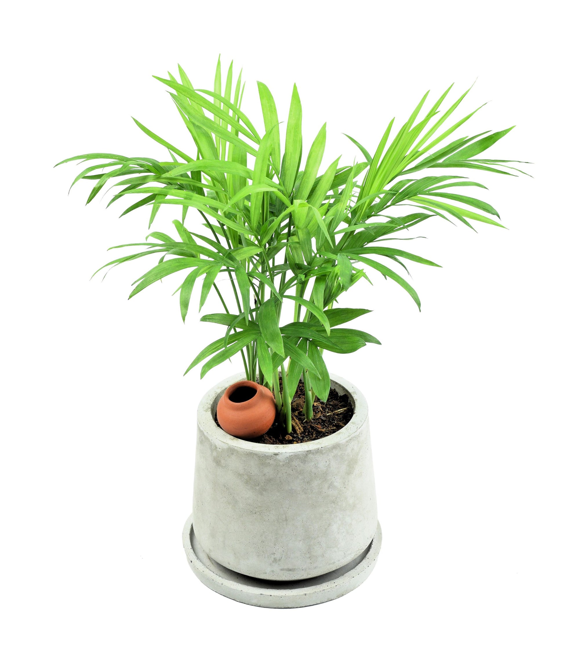 reed palm plant 5 BAMBOO PALM Chamaedorea Seifrizii Reed or Parlor Palm Tree Sun Shade Houseplant Seeds