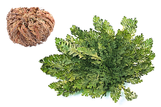 Live RESURRECTION PLANT Rose of Jericho Dinosaur Fern Miracle Air Houseplant