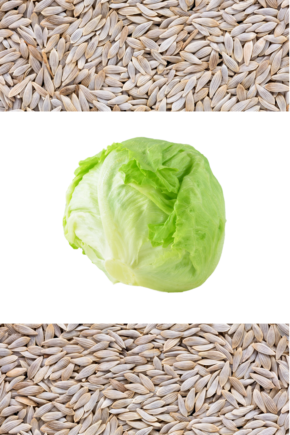 3000 ICEBERG HEAD LETTUCE Lactuca Sativa Vegetable Seeds – Seedville USA