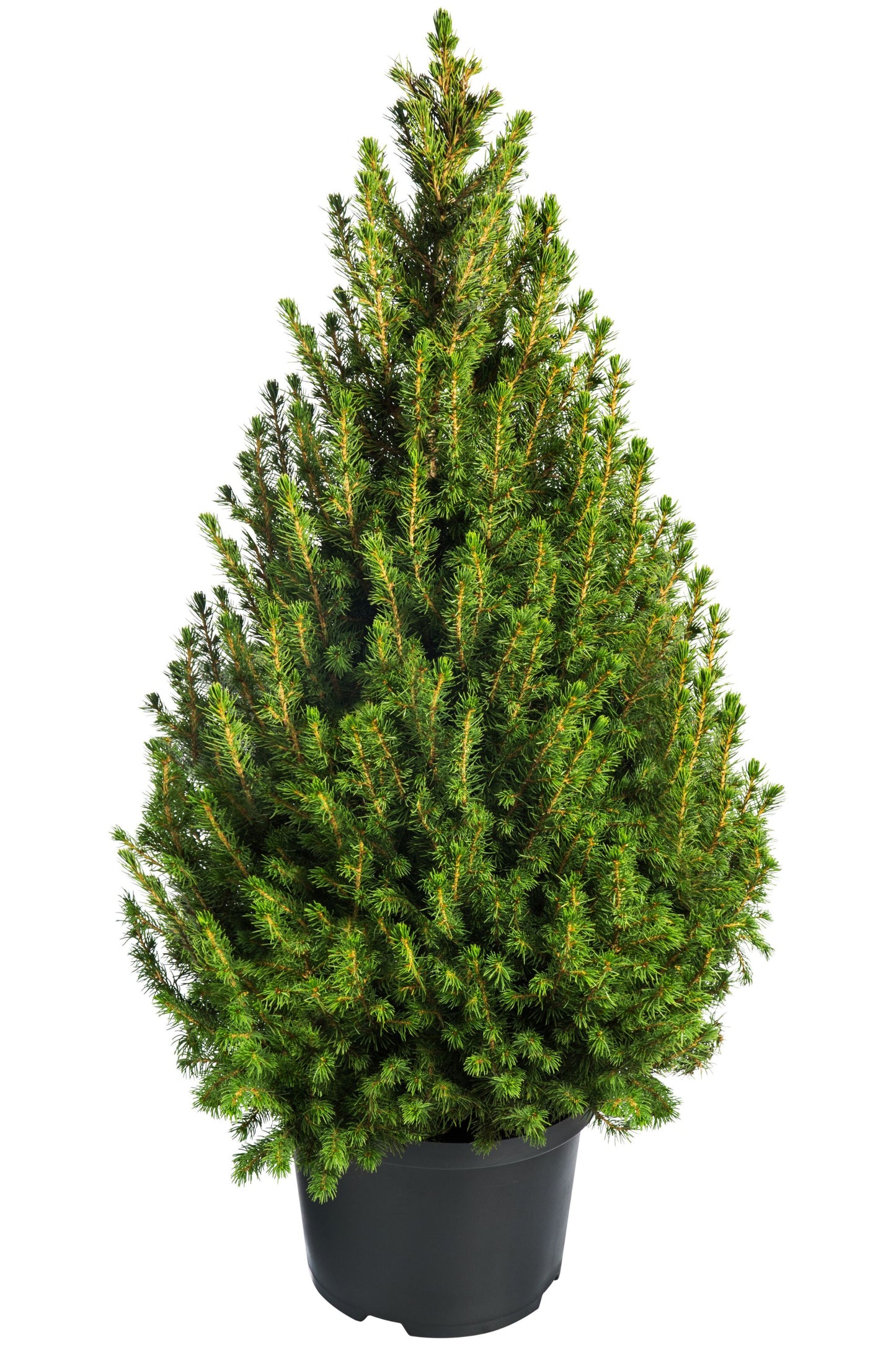 60 Organic Seeds COMMON JUNIPER (20 Berries) Juniperus Communis Tree Shrub Evergreen Conifer Blue Berry Yellow Flower aka Gin Berry Pine