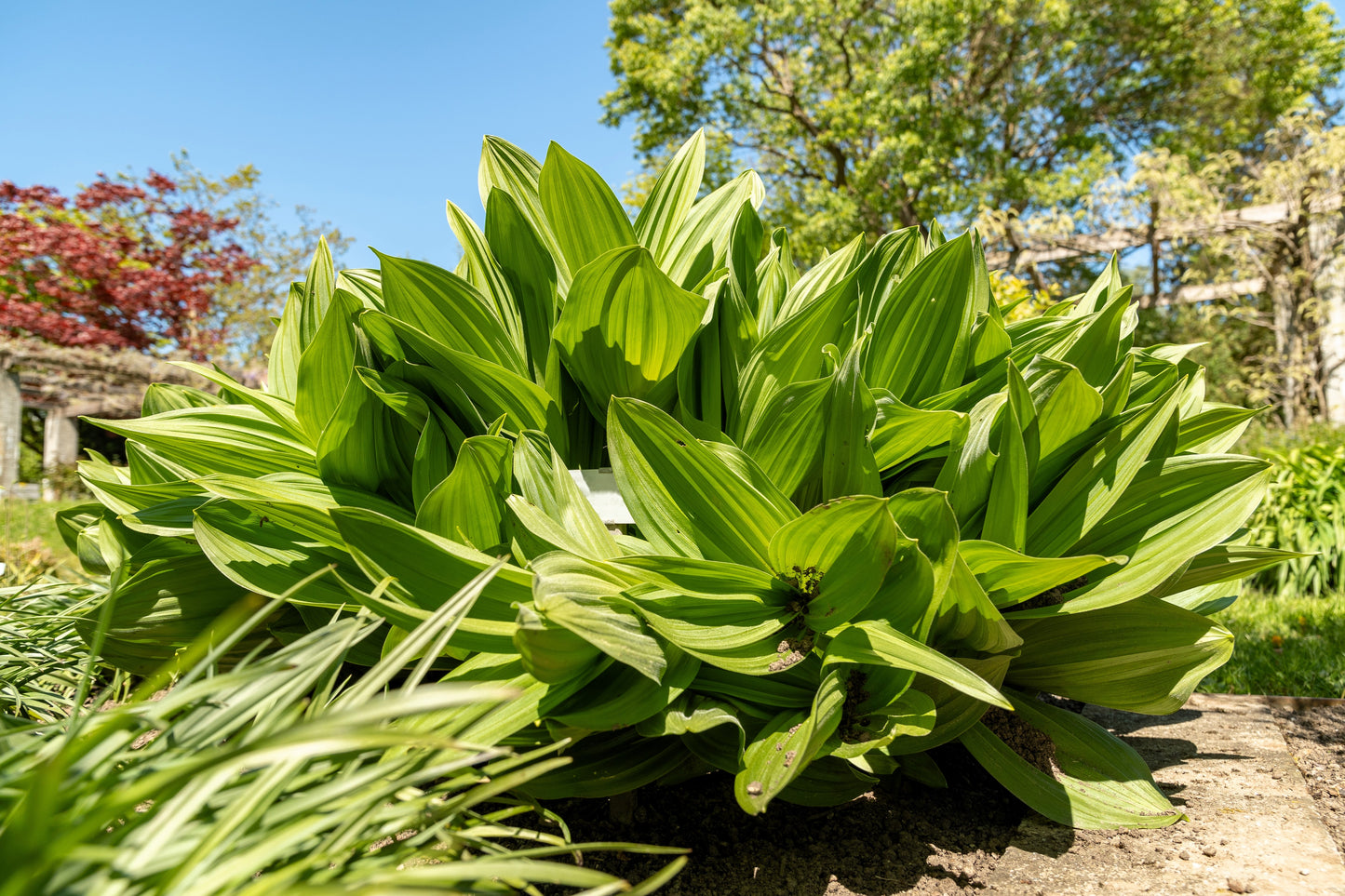 100 VIRGINIA BUNCHFLOWER LILY (White Hellebore / Corn Lily) Melanthium Virginicum Veratrum Flower Seeds