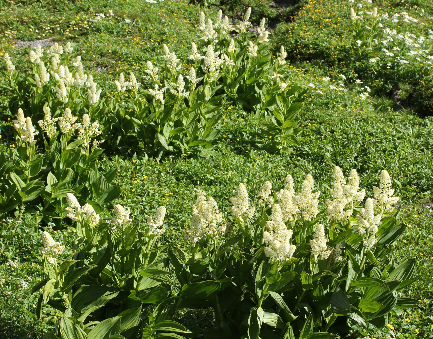 100 VIRGINIA BUNCHFLOWER LILY (White Hellebore / Corn Lily) Melanthium Virginicum Veratrum Flower Seeds