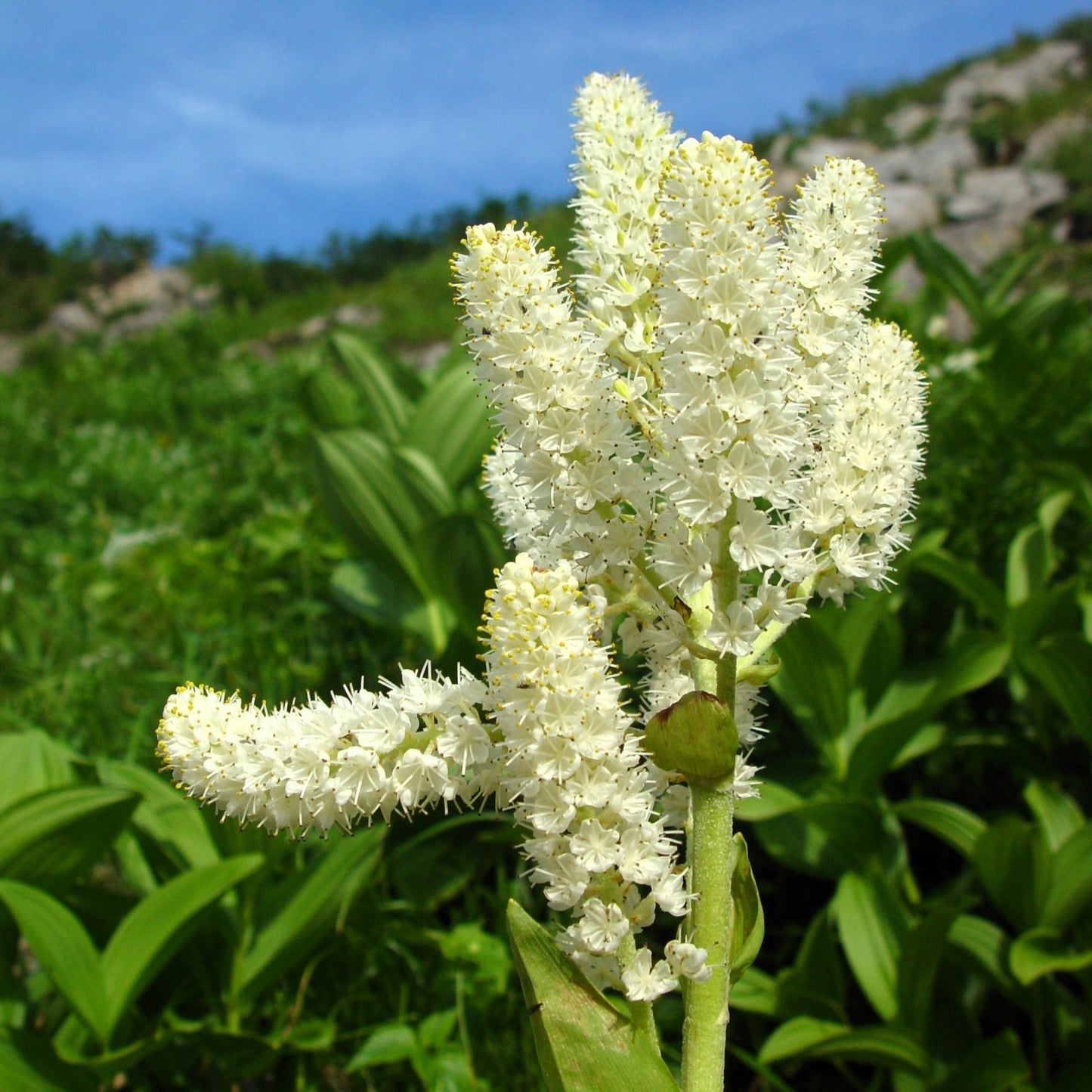100 VIRGINIA BUNCHFLOWER LILY (White Hellebore / Corn Lily) Melanthium Virginicum Veratrum Flower Seeds