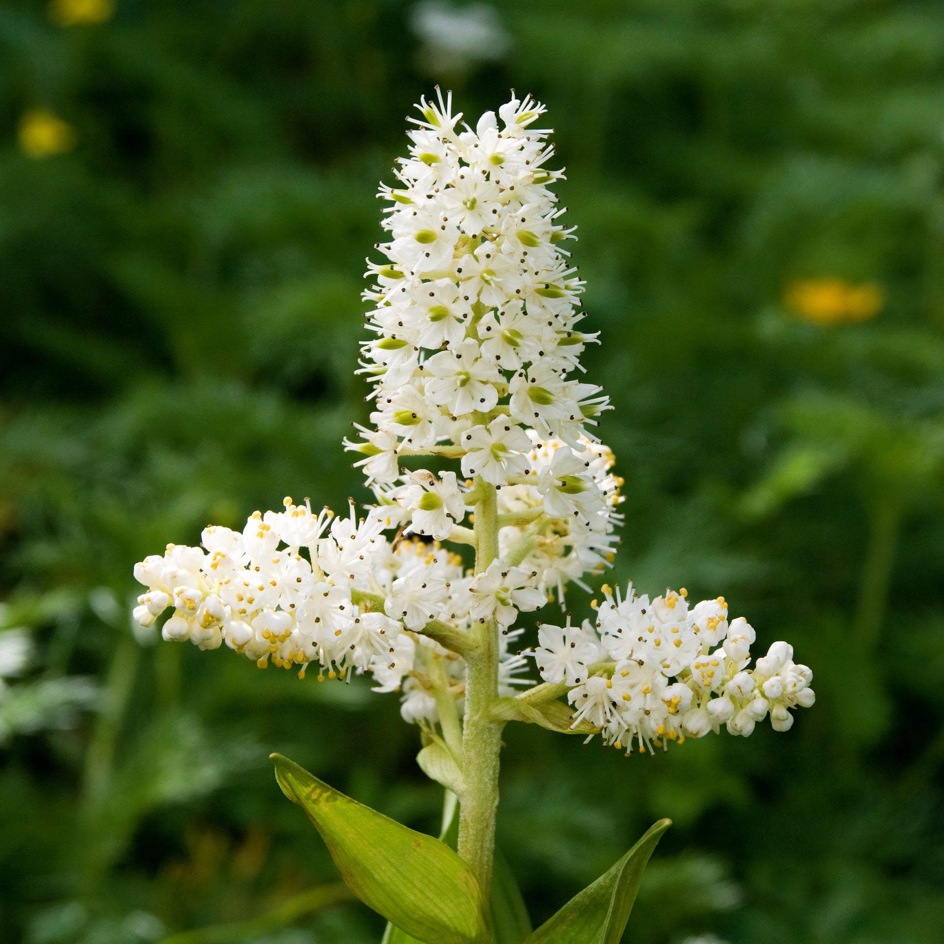 white corn lily 50 VIRGINIA BUNCHFLOWER LILY (White Hellebore / Corn Lily) Melanthium Virginicum Veratrum Flower Seeds