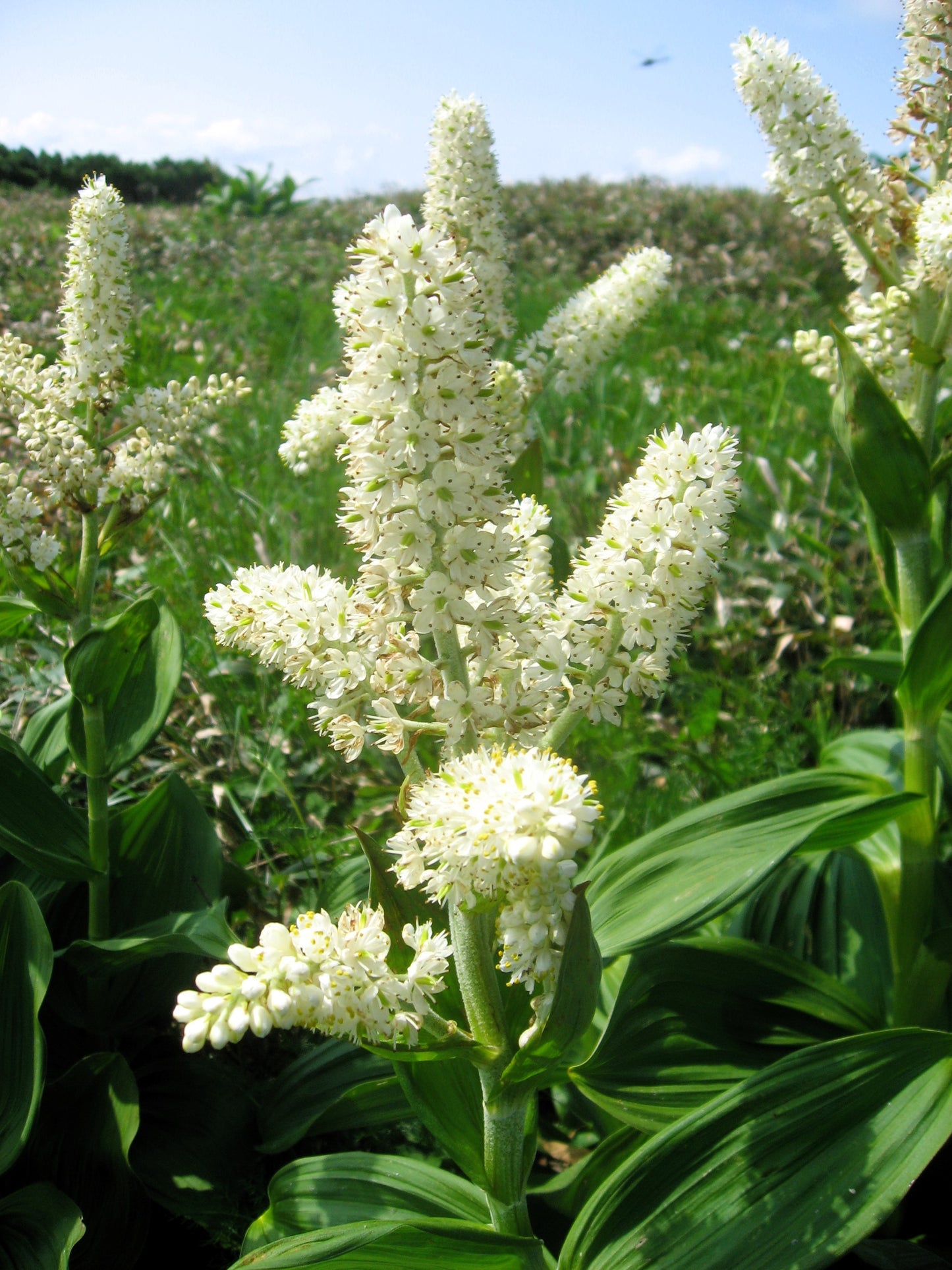 100 VIRGINIA BUNCHFLOWER LILY (White Hellebore / Corn Lily) Melanthium Virginicum Veratrum Flower Seeds