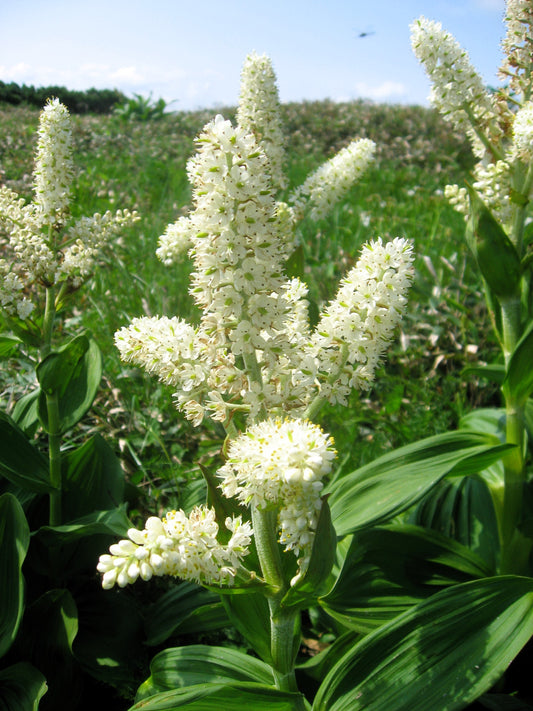 100 VIRGINIA BUNCHFLOWER LILY (White Hellebore / Corn Lily) Melanthium Virginicum Veratrum Flower Seeds