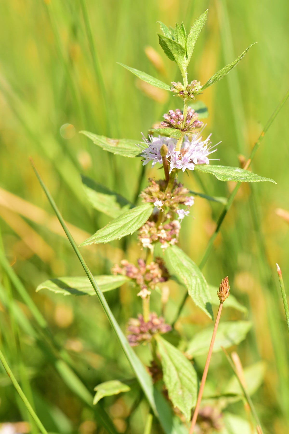 50 WHITE WOOD MINT Mentha Arvensis Wild Field Herb Flower Seeds
