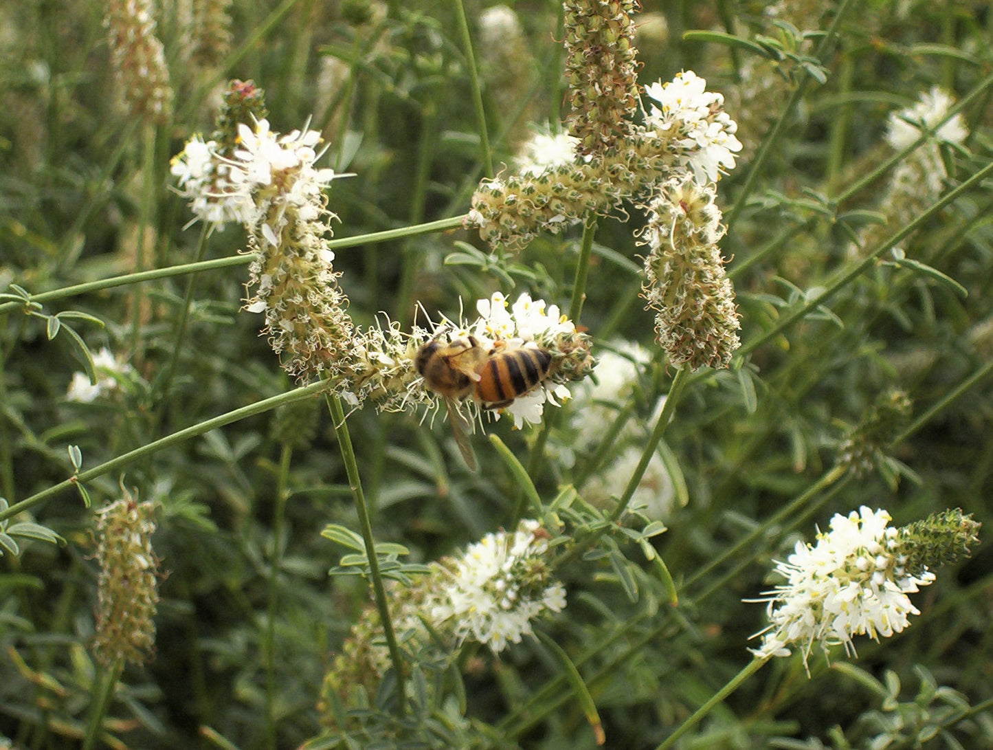 1000 WHITE PRAIRIE CLOVER Dalea Candida Flower Seeds