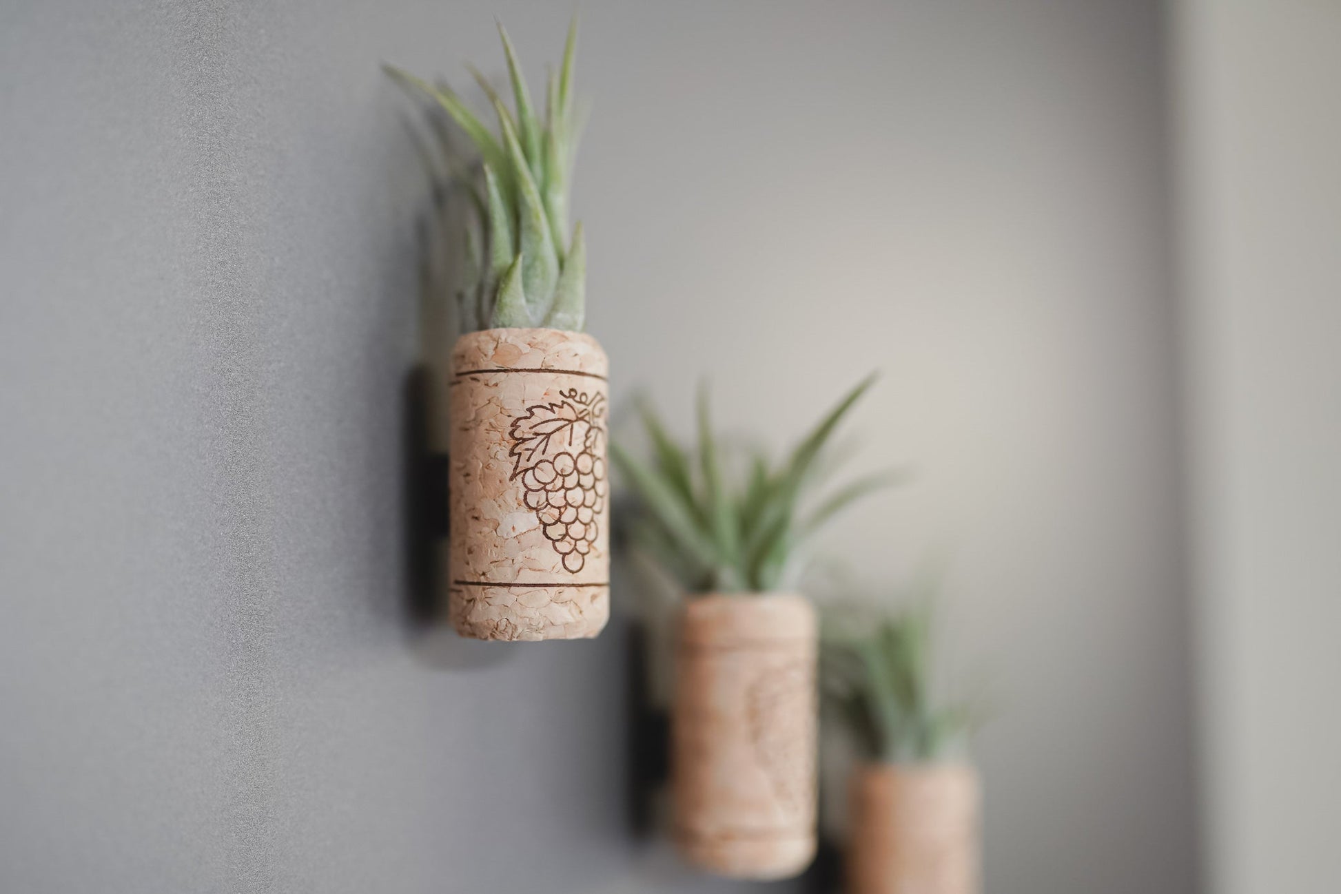 wine cork succulent magnets Magnetic Wine Cork with Tillandsia Assorted Air Plant – Seedville USA