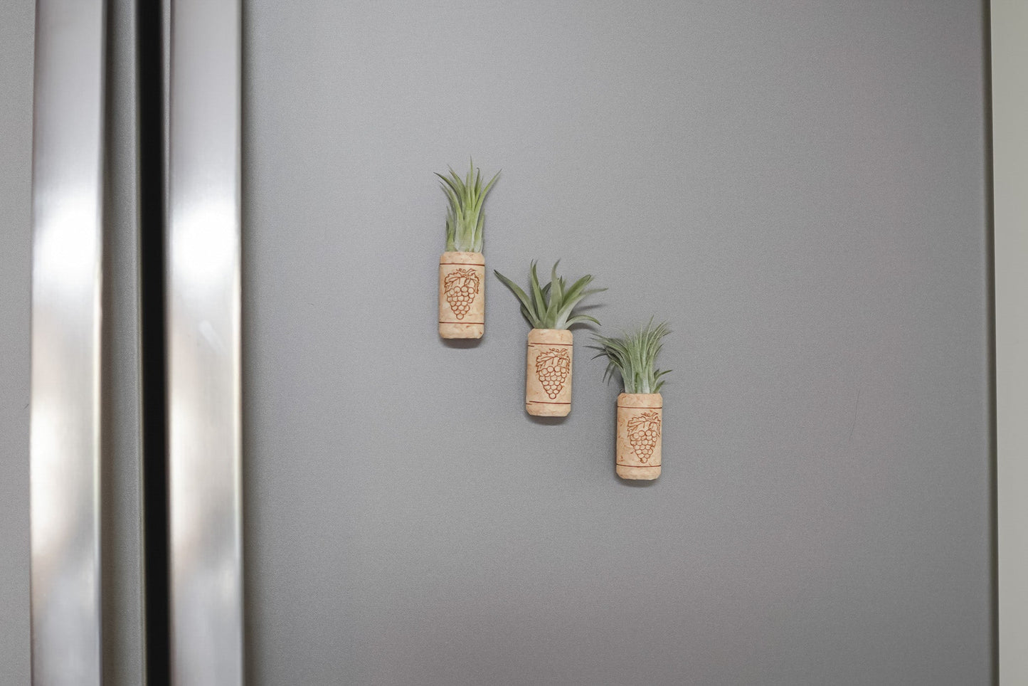 Magnetic Wine Corks with Assorted Tillandsia Air Plants - Set of 3, 6 or 9