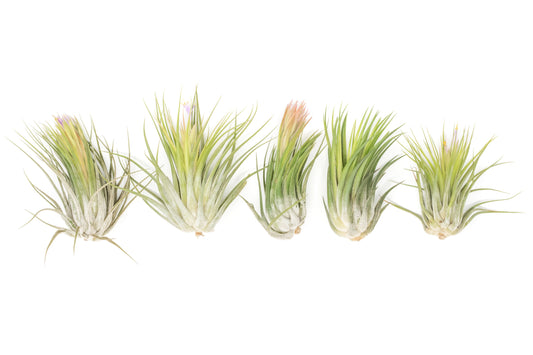 SALE - Large Tillandsia Ionantha Scaposa - Set of 10 or 20 Air Plants - 40% Off