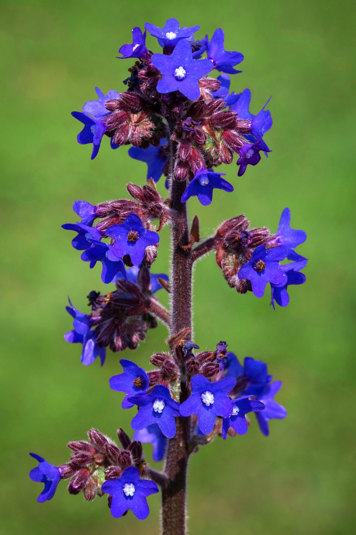 100 BLUE ANGEL ANCHUSA (Summer Forget Me Not) Anchusa Carpensis Flower Seeds