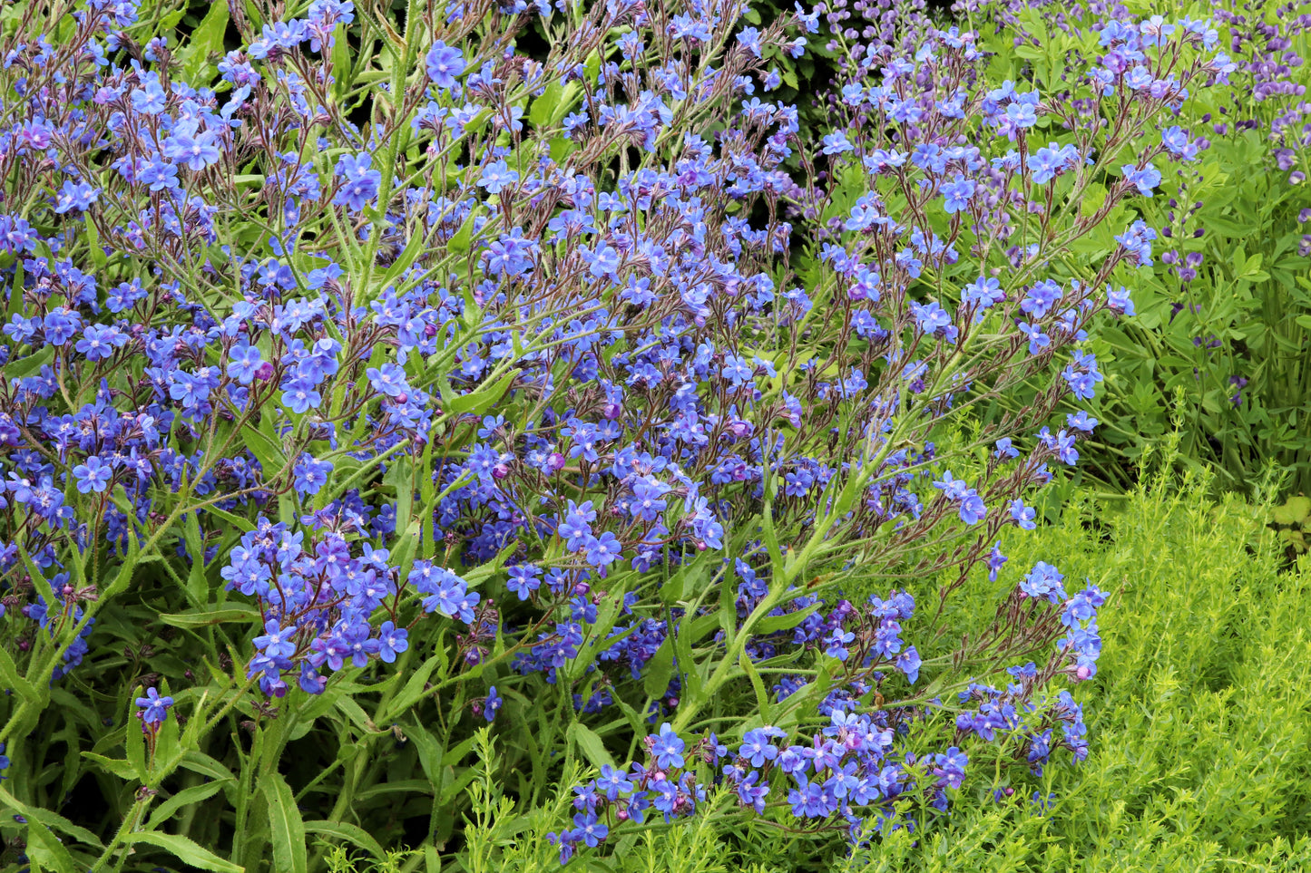 100 BLUE ITALIAN ALKANET Anchusa Capensis Flower Seeds