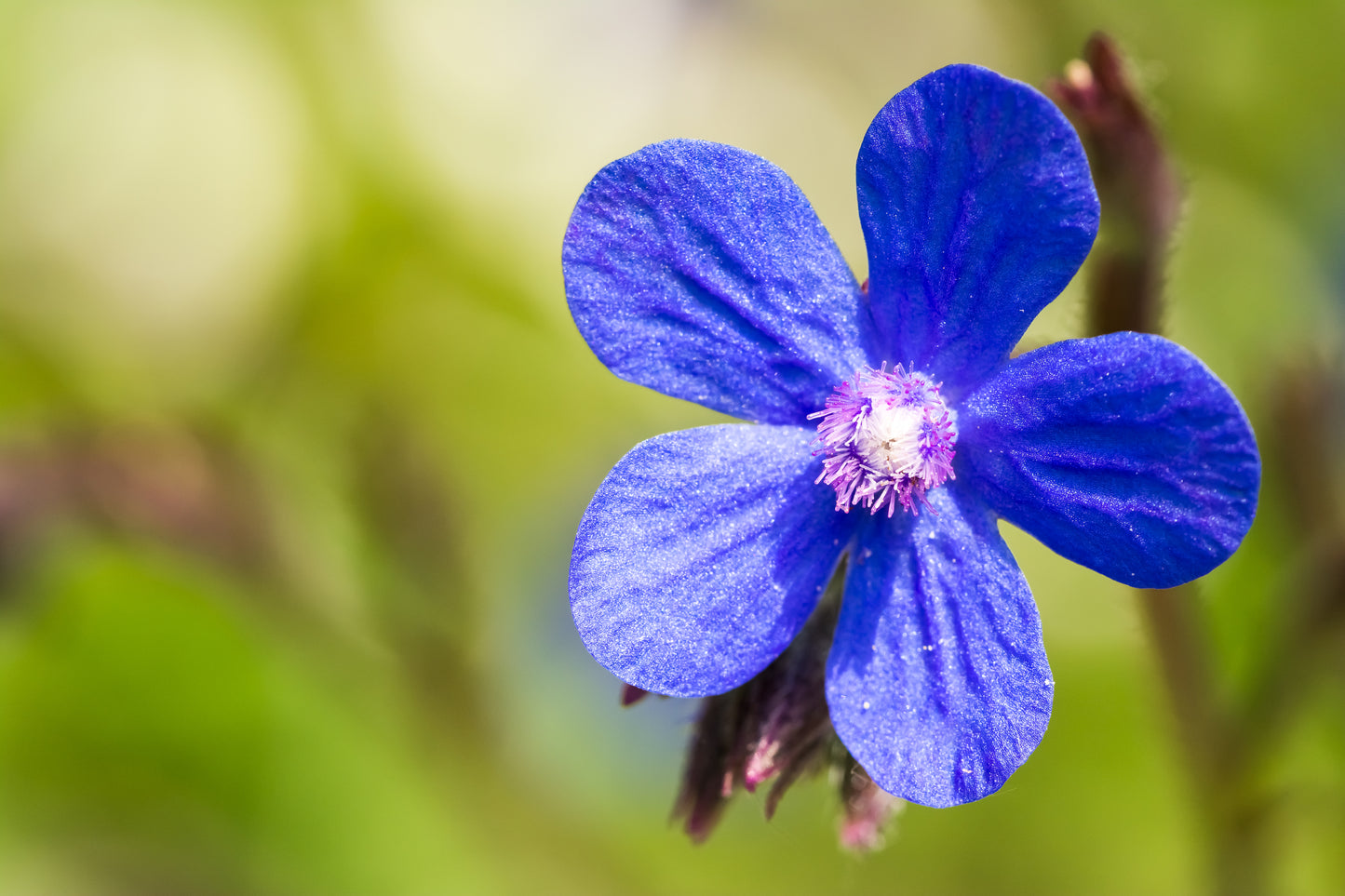 100 BLUE ANGEL ANCHUSA (Summer Forget Me Not) Anchusa Carpensis Flower Seeds