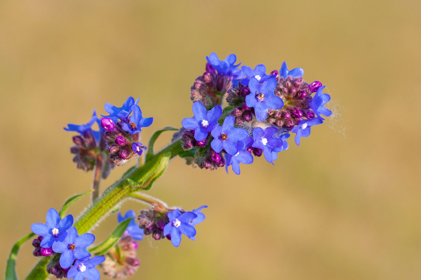 100 BLUE ANGEL ANCHUSA (Summer Forget Me Not) Anchusa Carpensis Flower Seeds