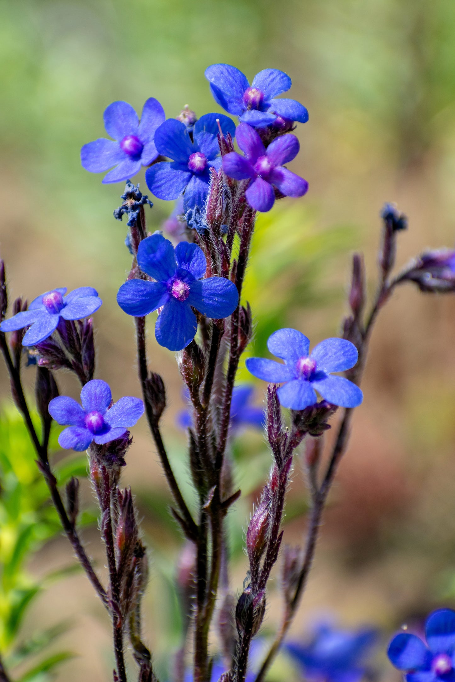 100 BLUE ANGEL ANCHUSA (Summer Forget Me Not) Anchusa Carpensis Flower Seeds