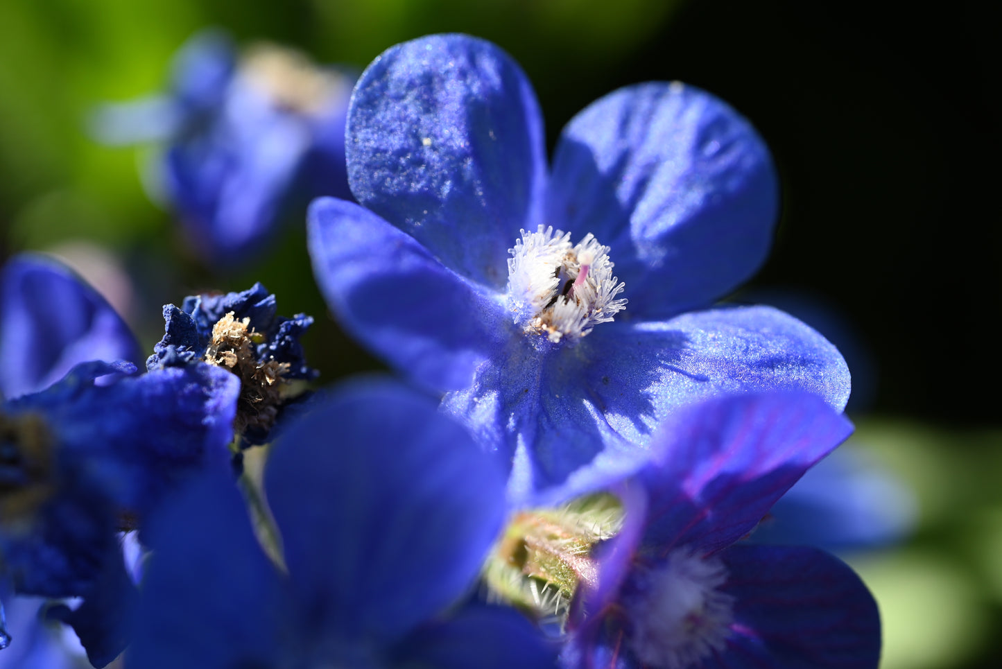 100 BLUE ITALIAN ALKANET Anchusa Capensis Flower Seeds