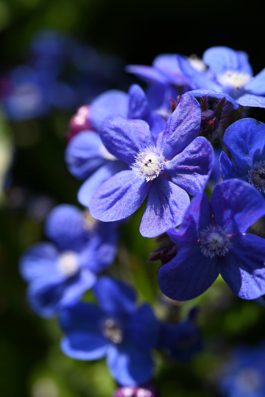 100 BLUE ITALIAN ALKANET Anchusa Capensis Flower Seeds