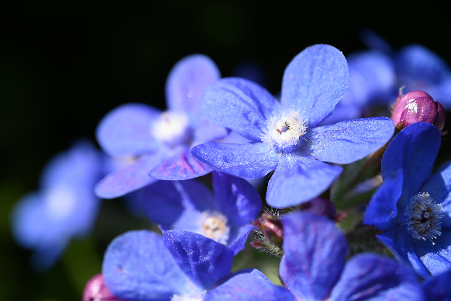 100 BLUE ITALIAN ALKANET Anchusa Capensis Flower Seeds