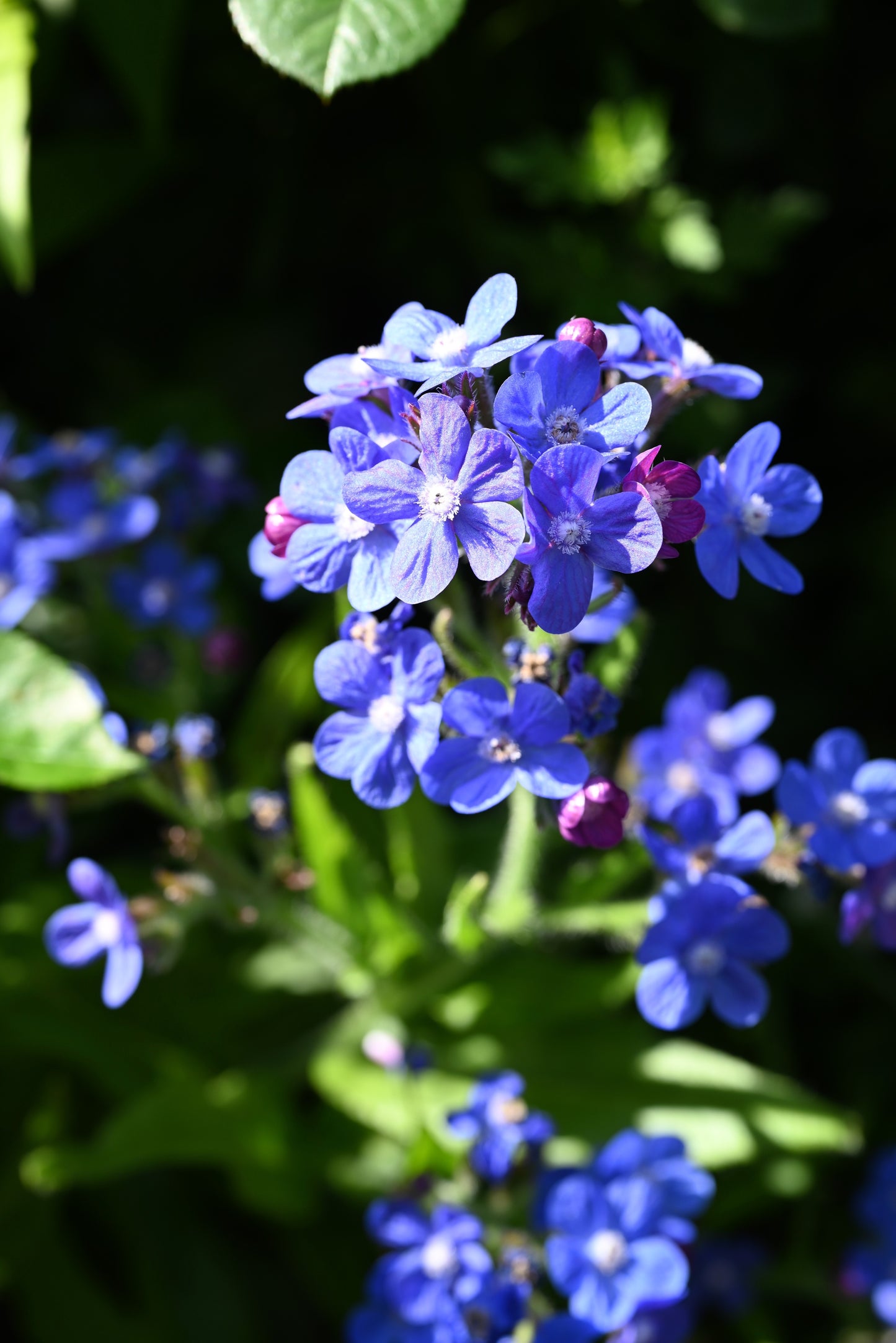 100 BLUE ITALIAN ALKANET Anchusa Capensis Flower Seeds