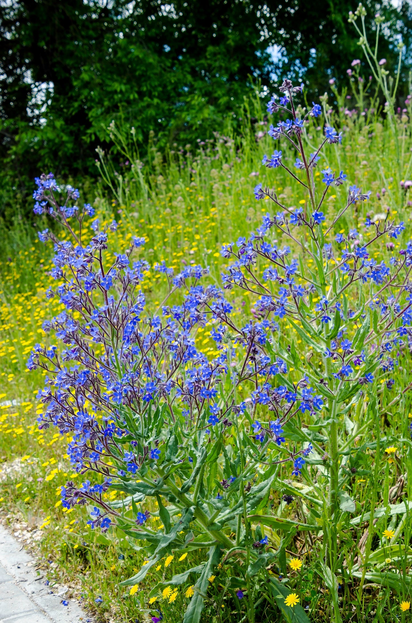 100 BLUE ANGEL ANCHUSA (Summer Forget Me Not) Anchusa Carpensis Flower Seeds