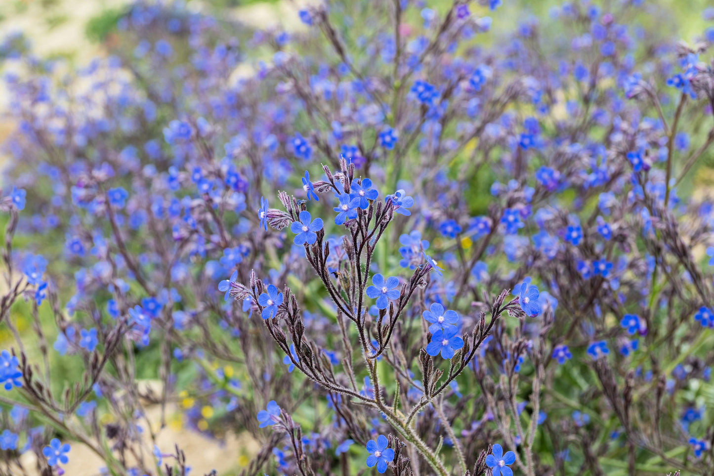 100 BLUE ANGEL ANCHUSA (Summer Forget Me Not) Anchusa Carpensis Flower Seeds