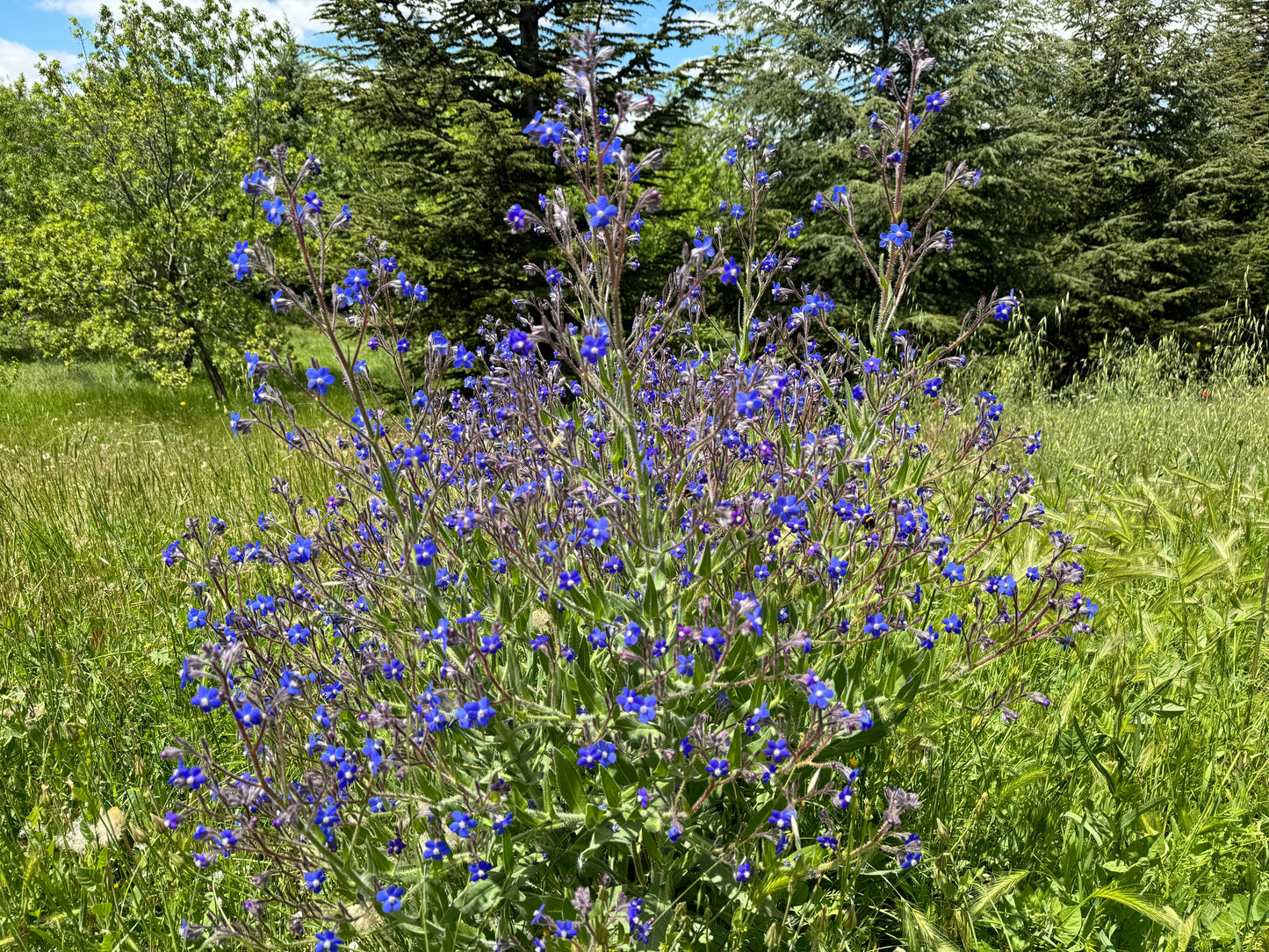 100 BLUE ANGEL ANCHUSA (Summer Forget Me Not) Anchusa Carpensis Flower Seeds