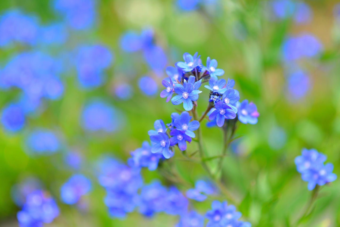 100 BLUE ITALIAN ALKANET Anchusa Capensis Flower Seeds