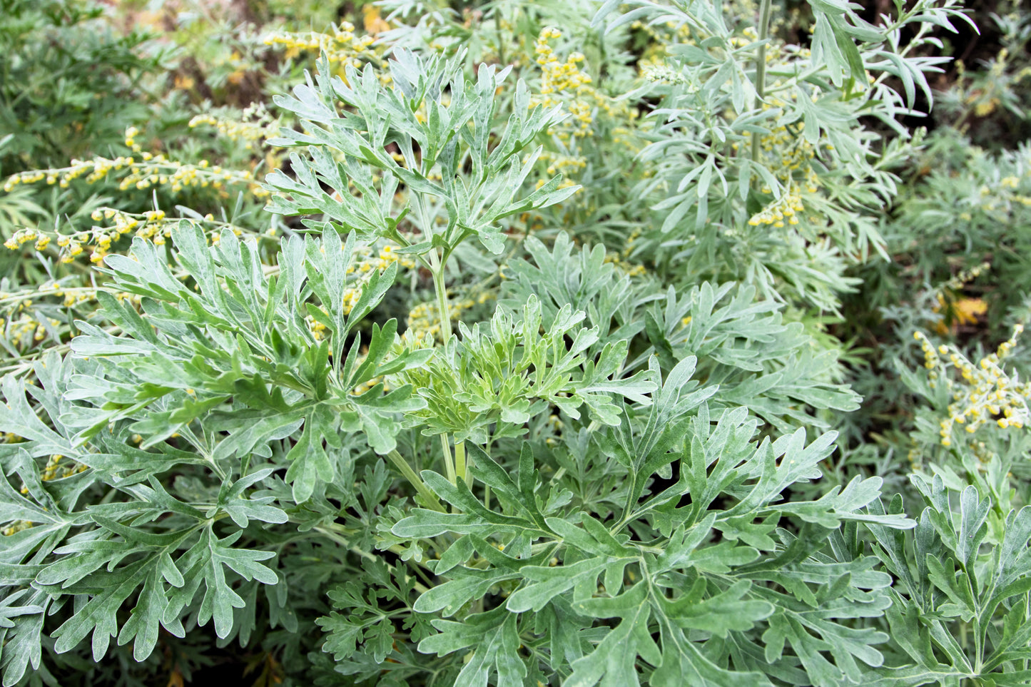 500 ABSINTHE WORMWOOD Common Artemisia Absinthium Green Ginger Herb Flower Seeds