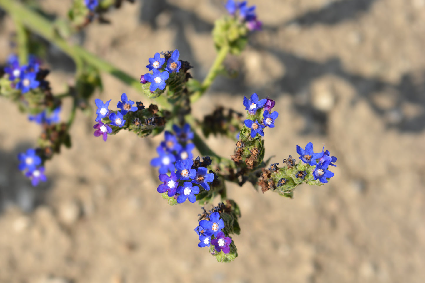 100 BLUE ANGEL ANCHUSA (Summer Forget Me Not) Anchusa Carpensis Flower Seeds