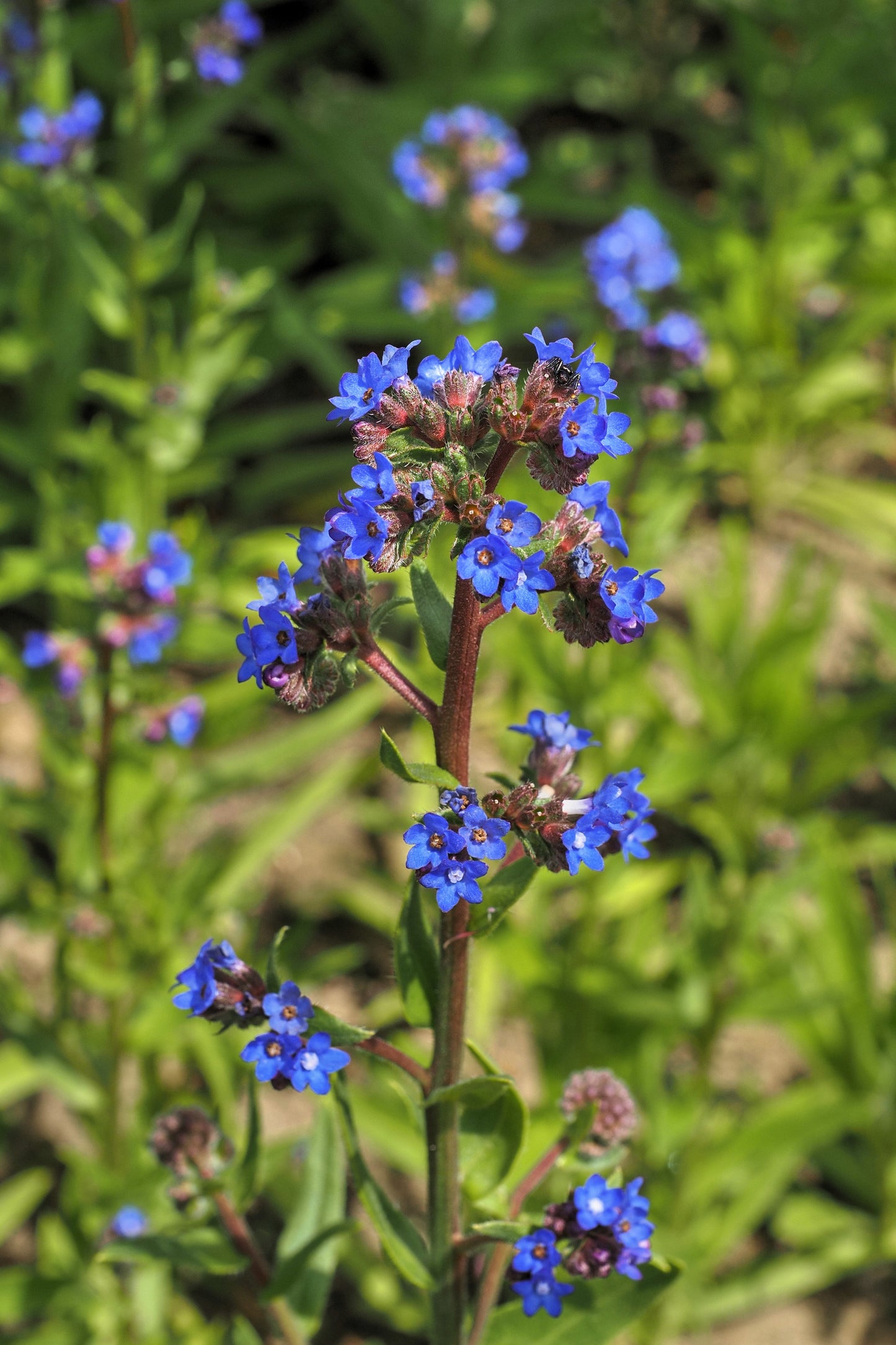 100 BLUE ITALIAN ALKANET Anchusa Capensis Flower Seeds