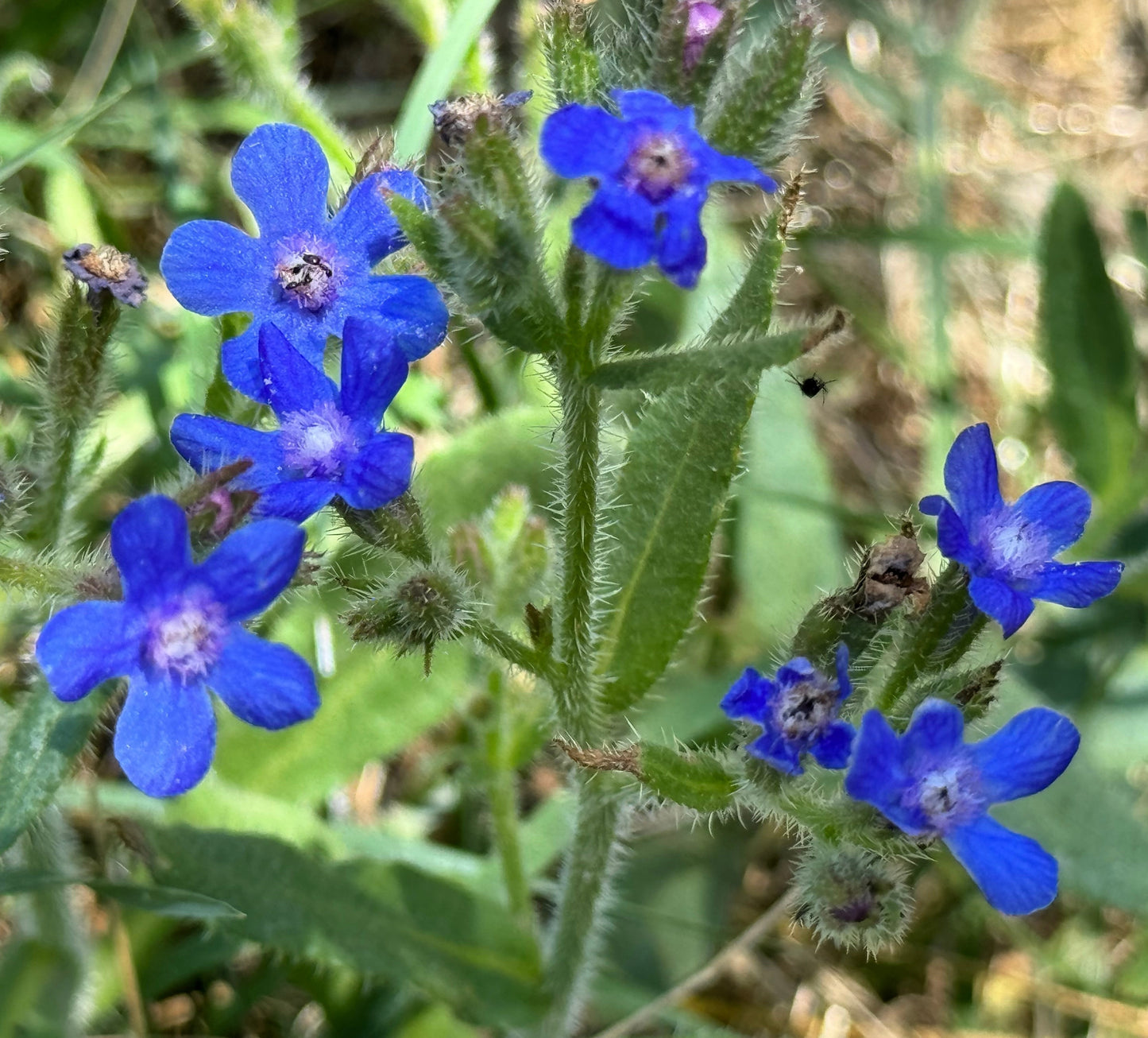 100 BLUE ITALIAN ALKANET Anchusa Capensis Flower Seeds