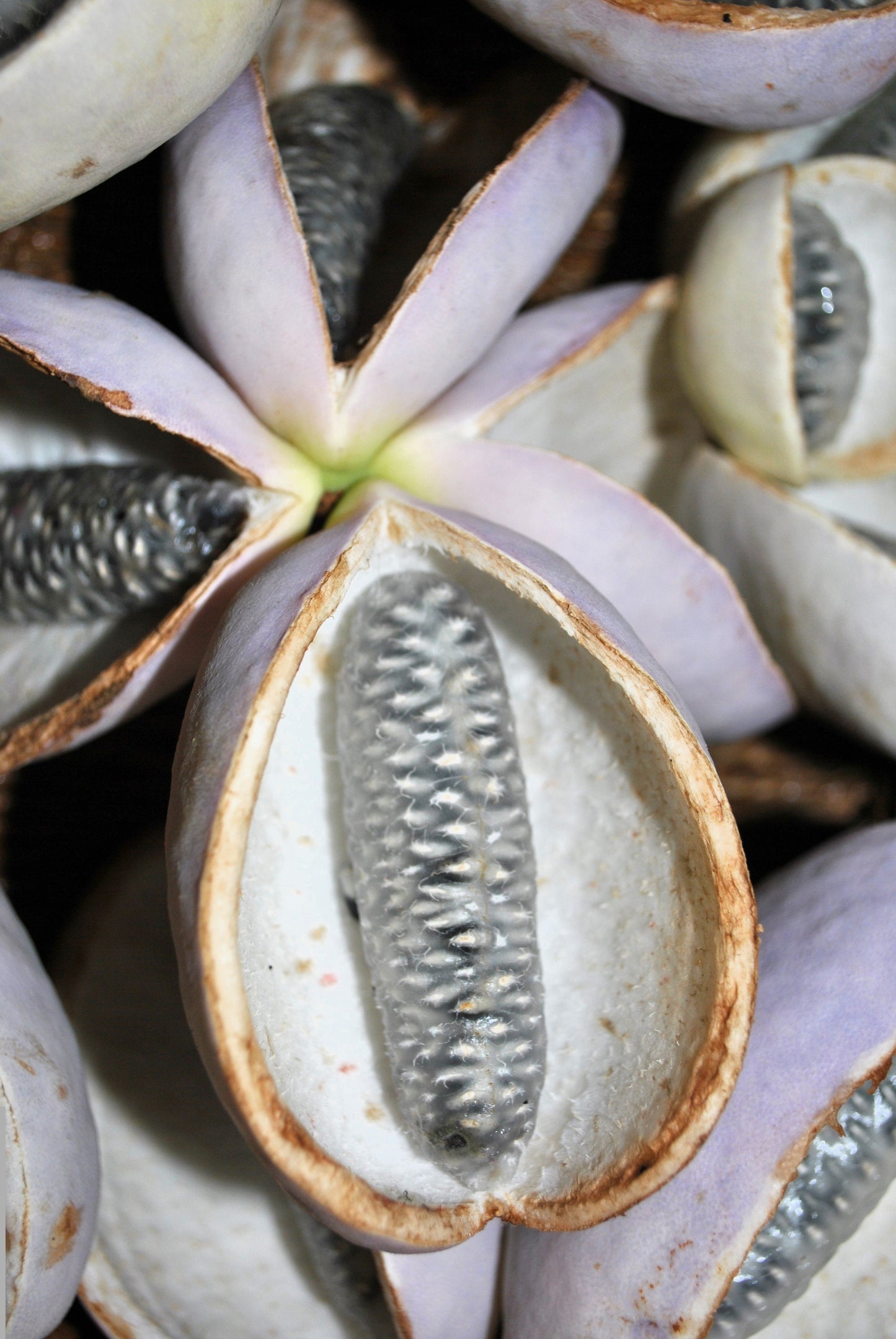 15 CHOCOLATE VINE Edible Fruit Akebia Trifoliata Flower Ornamental Climber Seeds