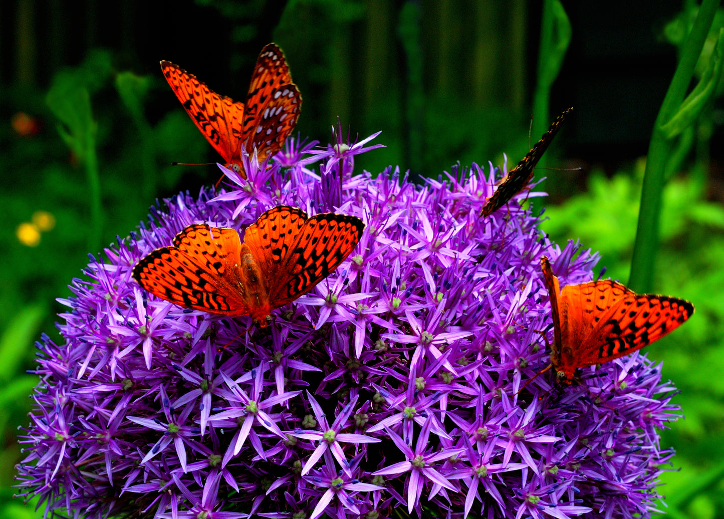 25 GIANT ALLIUM Allium Giganteum Purple Globe Flower Seeds