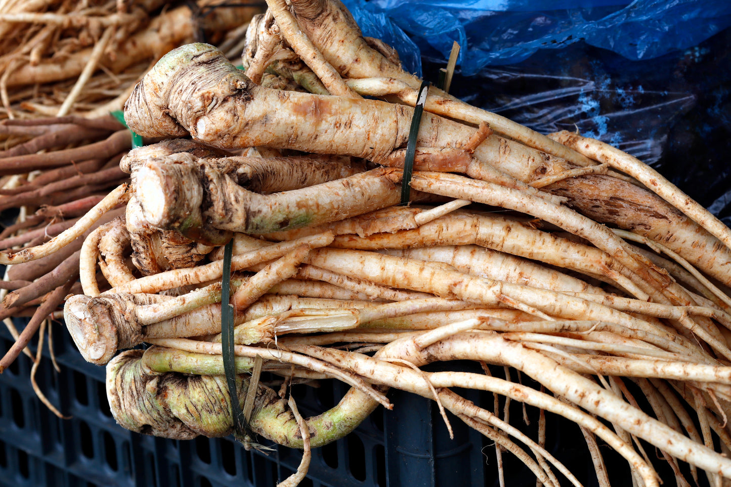 25 AMERICAN GINSENG Panax Quinquefolius Shade Herb Seeds