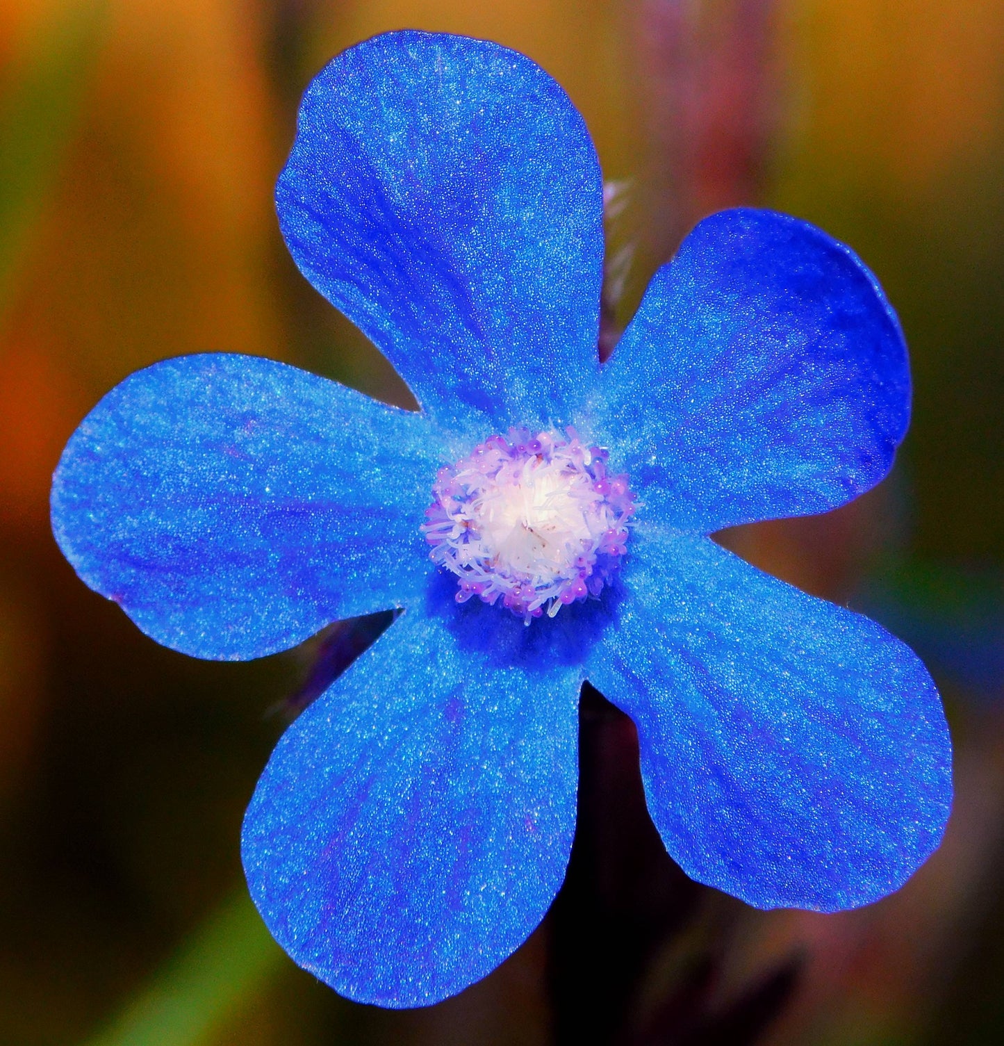 100 BLUE ITALIAN ALKANET Anchusa Capensis Flower Seeds